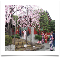 Tokyo - Cherry Tourists - Jenny Pearce